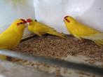 kakariki 4, Dieren en Toebehoren, Mannelijk, Parkiet