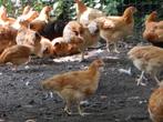 te koop jonge legkippen, Dieren en Toebehoren, Pluimvee, Vrouwelijk, Kip
