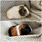 2 caviameisjes die het nest kunnen verlaten., Dieren en Toebehoren, Knaagdieren, Vrouwelijk, Cavia, Tam