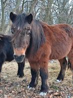 Grote a kleine B pony merrie, Animaux & Accessoires, Poneys, Jument, B, Poney B (1.17 m à 1.27 m)