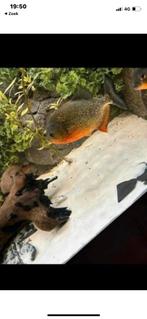 Piranha’s, Vis, Zoetwatervis