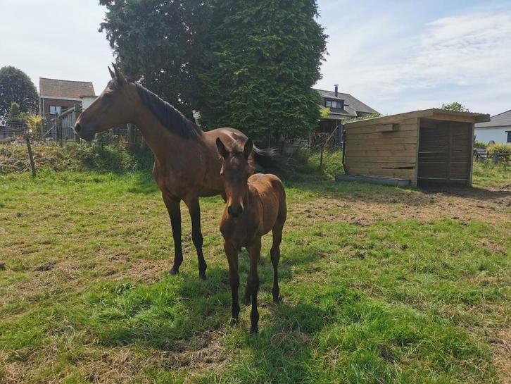 Fokmerrie, Dieren en Toebehoren, Paarden, Merrie
