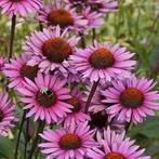 Echinacea purpurea, Tuin en Terras, Planten | Tuinplanten, Ophalen, Vaste plant, Volle zon