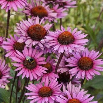 Echinacea purpurea, Tuin en Terras, Planten | Tuinplanten, Vaste plant, Volle zon, Ophalen