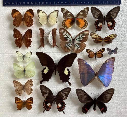 Lot VLINDERS voor weinig geld ( B keuze ), Verzamelen, Dierenverzamelingen, Gebruikt, Opgezet dier, Insect, Ophalen of Verzenden