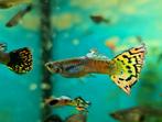 Guppies - 70 cent per stuk, Dieren en Toebehoren, Vissen | Aquariumvissen