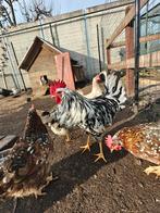 Broedeieren leghorn, Dieren en Toebehoren