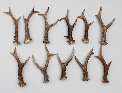 11 grotere  stangetjes REE GEWEI 18-22 cm - Ref. H, Verzamelen, Dierenverzamelingen, Gebruikt, Gewei of Kop, Hert, Ophalen of Verzenden