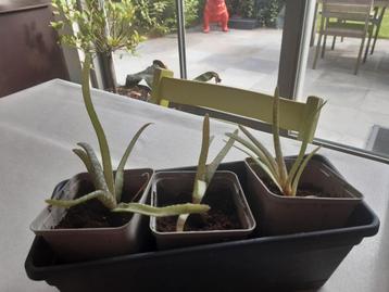 Aloë Vera Plant beschikbaar voor biedingen