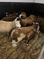 Bokken te koop, Mannelijk, Schaap, 0 tot 2 jaar