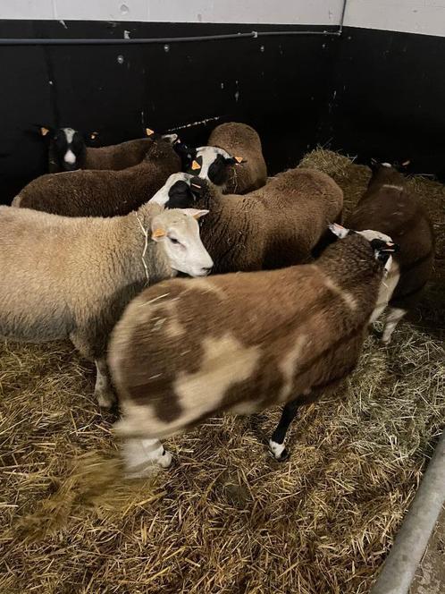 Bokken te koop, Dieren en Toebehoren, Schapen, Geiten en Varkens, Schaap, Mannelijk, 0 tot 2 jaar