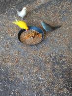 Kakariki, Dieren en Toebehoren, Meerdere dieren, Parkiet, Geringd