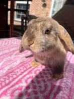 Prachtig NHD rammetje te koop, Dieren en Toebehoren, Konijnen, Mannelijk, Dwerg, Hangoor, 0 tot 2 jaar