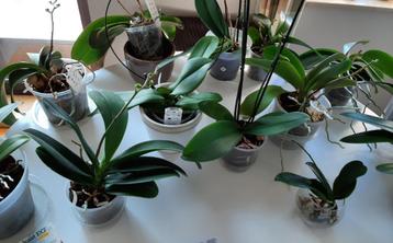 Phalaenopsis beschikbaar voor biedingen