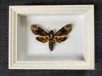 Doodshoofdvlinder in witte 3d lijst  beschikbaar voor biedingen