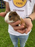 Cavia beertjes, Dieren en Toebehoren, Knaagdieren, Juli, Mannelijk, Cavia