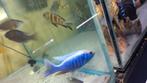 Malawi cichliden, Dieren en Toebehoren, Vissen | Aquariumvissen
