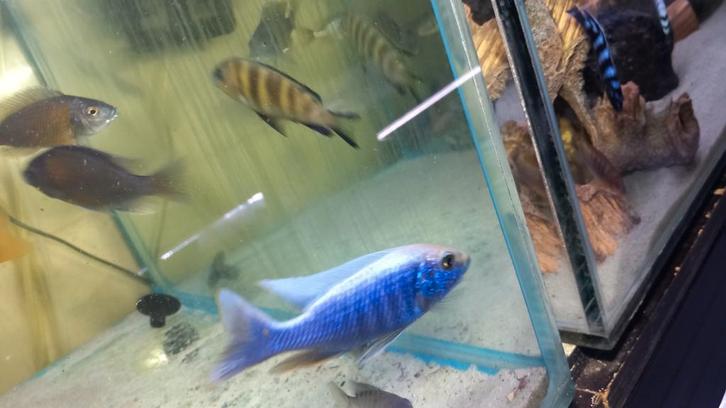 Malawi cichliden, Dieren en Toebehoren, Vissen | Aquariumvissen