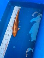 35 cm koi, Dieren en Toebehoren