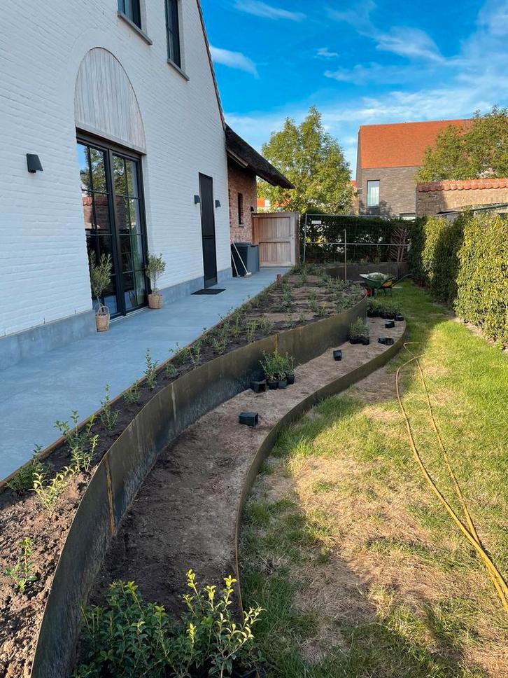 Osmanthus Burkwoodii, Tuin en Terras, Planten | Struiken en Hagen, Taxus, Ophalen