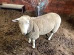 Schapen, Mannelijk, Schaap, 0 tot 2 jaar