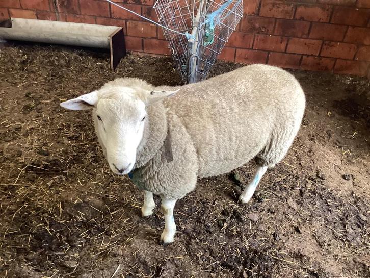Schapen, Dieren en Toebehoren, Schapen, Geiten en Varkens, Schaap, Mannelijk, 0 tot 2 jaar