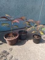 Perzische Slaapbomen ALBIZIA, Tuin en Terras, Ophalen