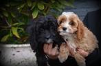 pups Cockapoo, Dieren en Toebehoren, Honden | Retrievers, Spaniëls en Waterhonden, België, CDV (hondenziekte), 8 tot 15 weken