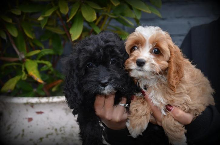 pups Cockapoo, Dieren en Toebehoren, Honden | Retrievers, Spaniëls en Waterhonden, Meerdere dieren, Spaniël, Fokker | Professioneel