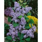 sering (syringa vulgaris) paars, Tuin en Terras, Ophalen, Struik