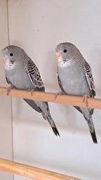 2 grijze split blackwing poppen, Dieren en Toebehoren, Vogels | Parkieten en Papegaaien