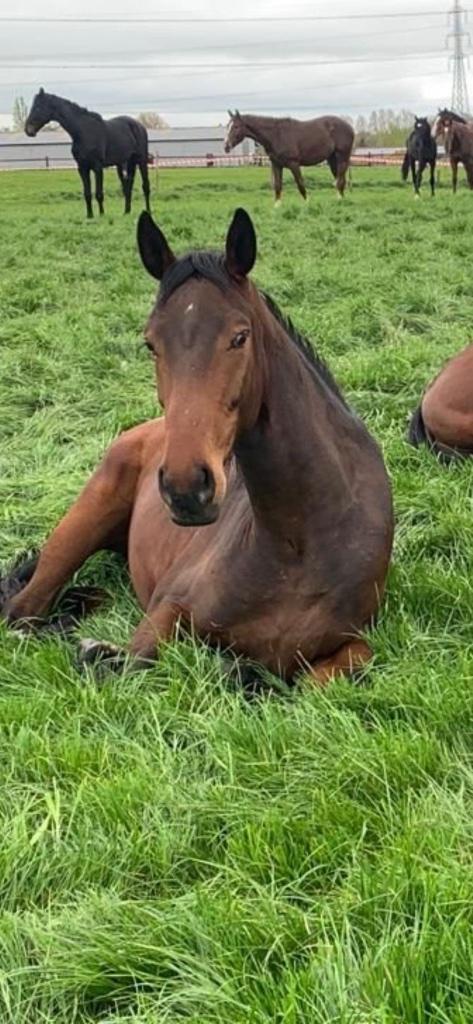 4 jarig paard, Dieren en Toebehoren, Paarden, Ruin, Zadelmak, 165 tot 170 cm, 3 tot 6 jaar, Springpaard, Met stamboom, Gechipt