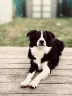 Dekreu bordercollie, België, Reu, 1 tot 2 jaar, CDV (hondenziekte)