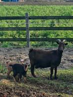Chocoladekleurige moedergeit met 2 lammetjes, Dieren en Toebehoren, Geit