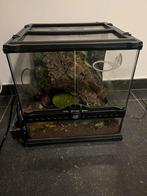 Terrarium met wimpergekko, Dieren en Toebehoren, Reptielen en Amfibieën | Toebehoren, Ophalen, Zo goed als nieuw