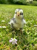 Brahma broedeieren (Raszuiver!) 🐣, Dieren en Toebehoren, Pluimvee, Kip