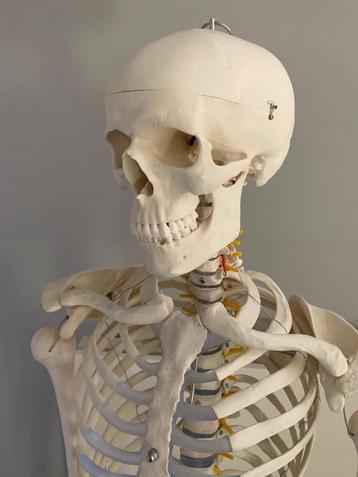 Anatomisch skelet beschikbaar voor biedingen