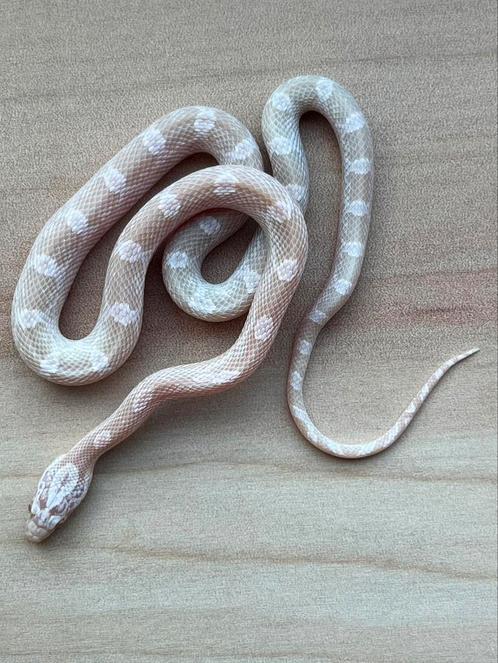 Korenslang, 8 maand, soort: Lavender Whiteout, Dieren en Toebehoren, Reptielen en Amfibieën, Slang