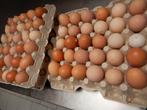 scharrel eieren, Dieren en Toebehoren, Meerdere dieren, Kip