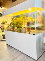 Groot terrarium /plantenterrarium 15050134 – Terrariumhuis, Enlèvement, Utilisé, Terrarium ou Paludarium