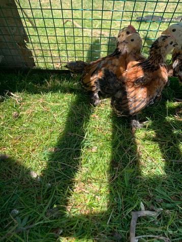 1 poussin Barbu d’Uccle mille fleurs NON SEXÉ à vendre beschikbaar voor biedingen