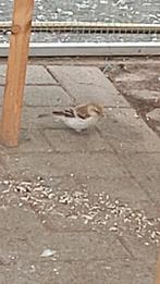 2 koppels witstuitbarmsijs, Animaux & Accessoires, Oiseaux | Oiseaux Autre, Bagué