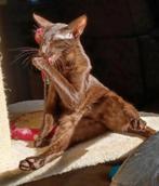 Oosters Korthaar Cinnamon kater met Stamboom, Dieren en Toebehoren, Kater, Gechipt, 0 tot 2 jaar