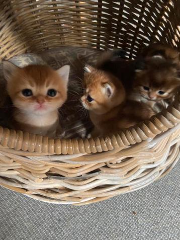 Britse. Black golden chinchilla kittens disponible aux enchères