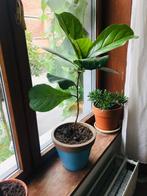 Jeune Ficus Lyrata avec vase bleue - 80 cm, Maison & Meubles, Plantes d'intérieur, En pot, Plante verte, Ficus, Enlèvement