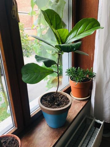 Jeune Ficus Lyrata avec vase bleue - 80 cm