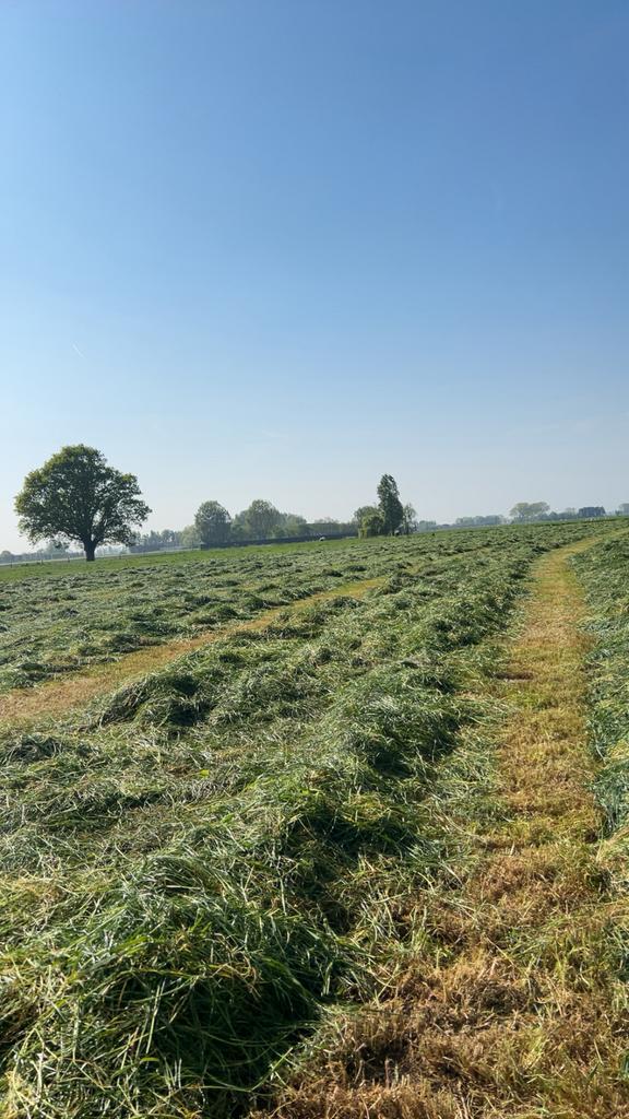 Top kwaliteit voordroog, Dieren en Toebehoren, Paarden