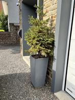 Grand ecopot + sapin Hauteur totale 150 cm, Jardin & Terrasse, Enlèvement, Utilisé