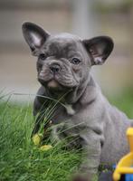 Franse Bulldog pup - grijs/ blauw, Dieren en Toebehoren, CDV (hondenziekte), Bulldog, Teef, 8 tot 15 weken