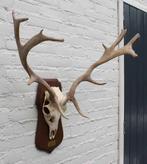 Middelgroot DAMHERT GEWEI op houten schild - Duitsland, Collections, Collections Animaux, Enlèvement, Utilisé, Cerf, Bois ou Tête